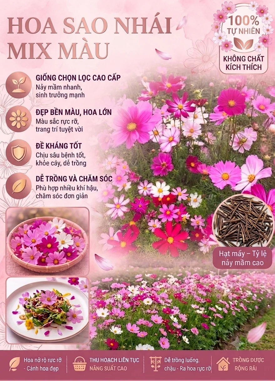 Ảnh bìa hạt giống hoa sao nhái mix màu: giống chọn lọc, hoa lớn bền màu, đề kháng tốt, dễ trồng và chăm sóc, kèm ảnh hạt giống và luống hoa nở rộ