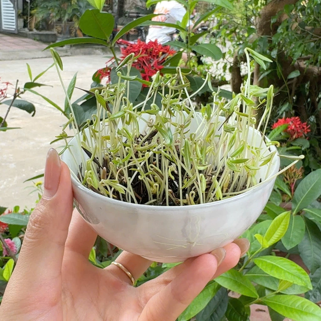 Bát hạt giống sao nhái đã nảy mầm, mầm mọc dày và đều, cầm trên tay ngoài sân vườn